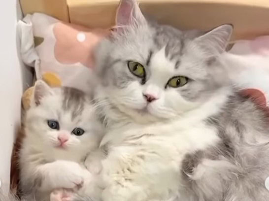 cute kitten with fluffy mother cat, both grey and white