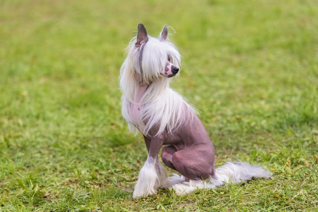 Elegant Chinese crested dog, green grass background