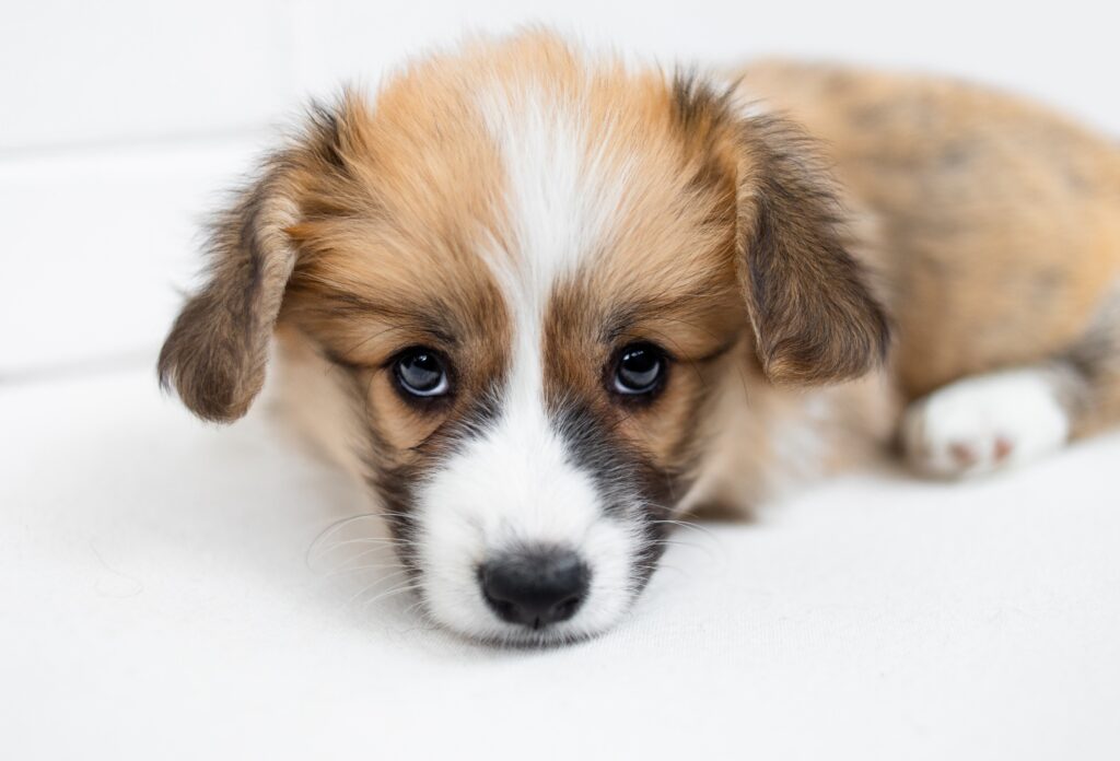 cute puppy isolated on a white background