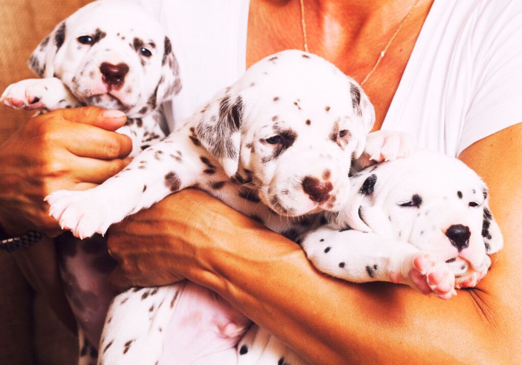 a person holding 3 dalmation puppies