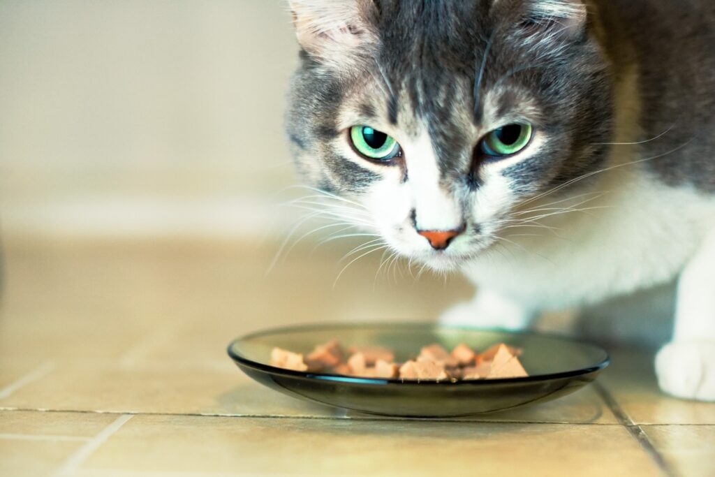 gray and white tabby cat eating kibble from a glass dish