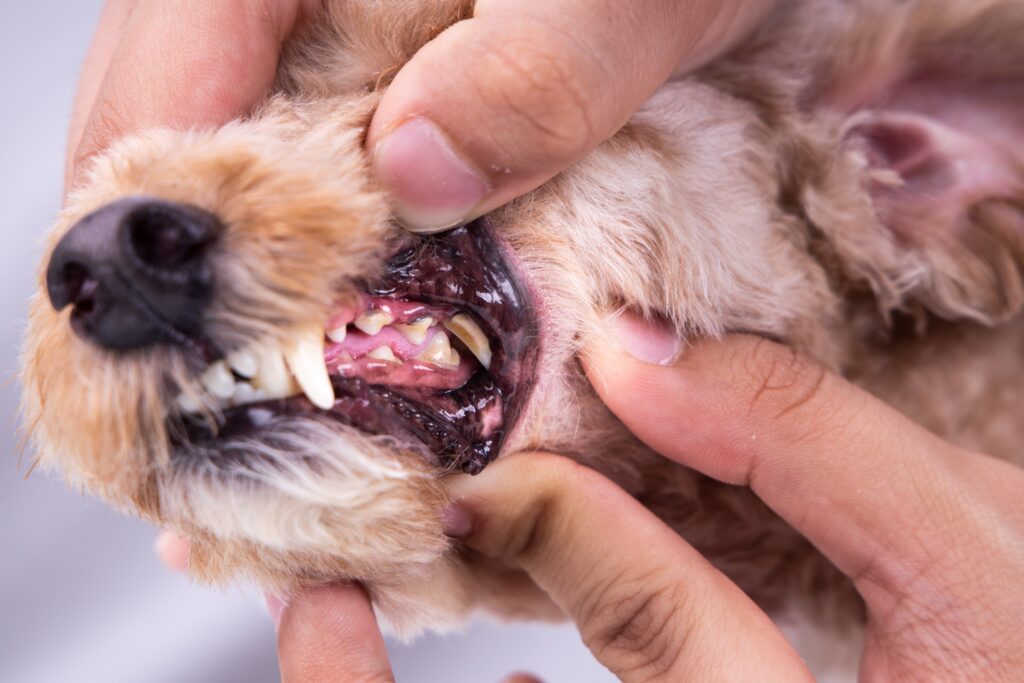 close look at a dog's teeth