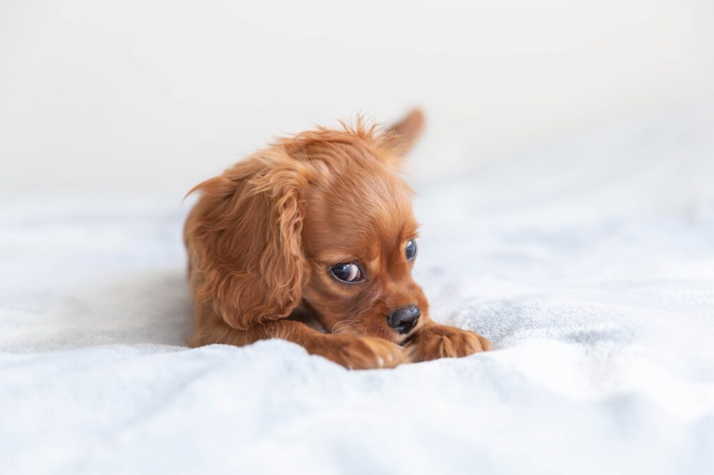 cute brown puppy on a white blanket