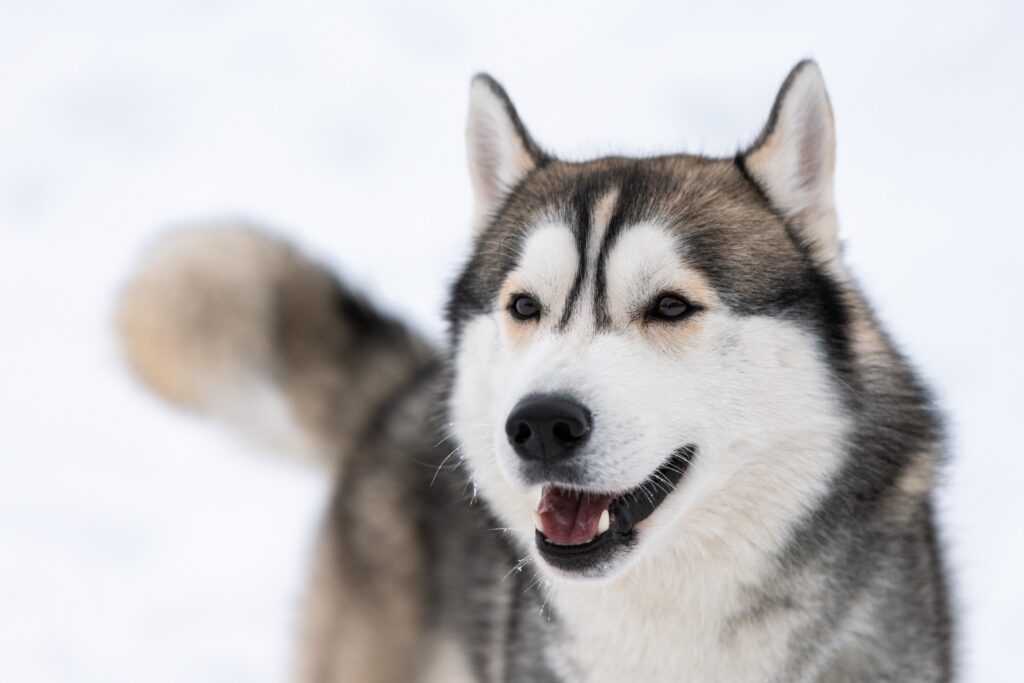 closeup of a husky dog, white background