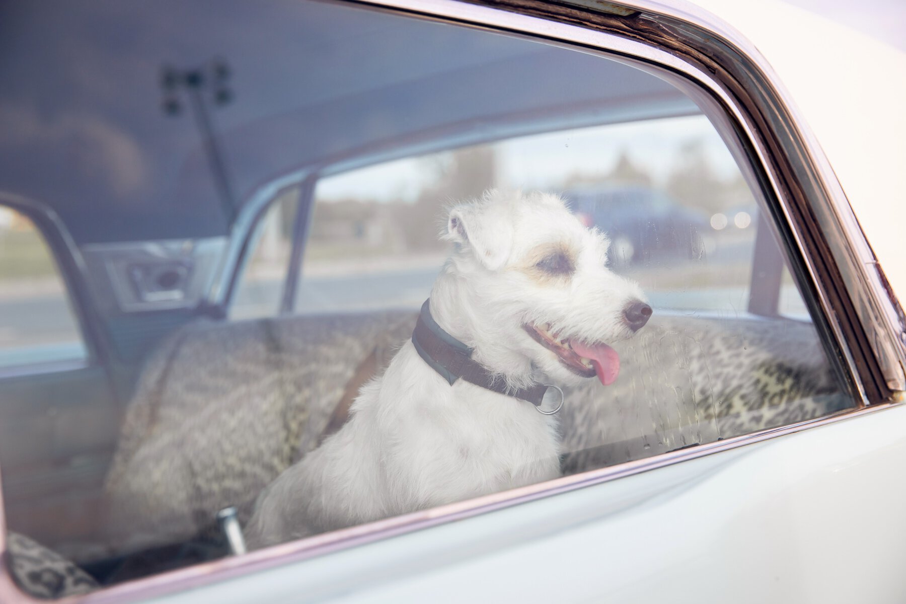 small white dog looking out the window of a locked car