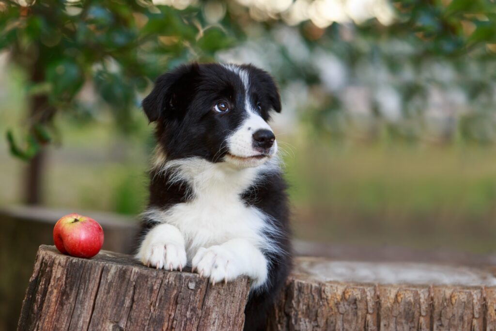 border collie puppy outdoors nature setting looking over a wooden fence