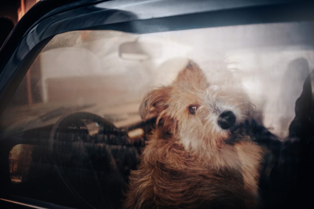 small brown dog inside a locked car