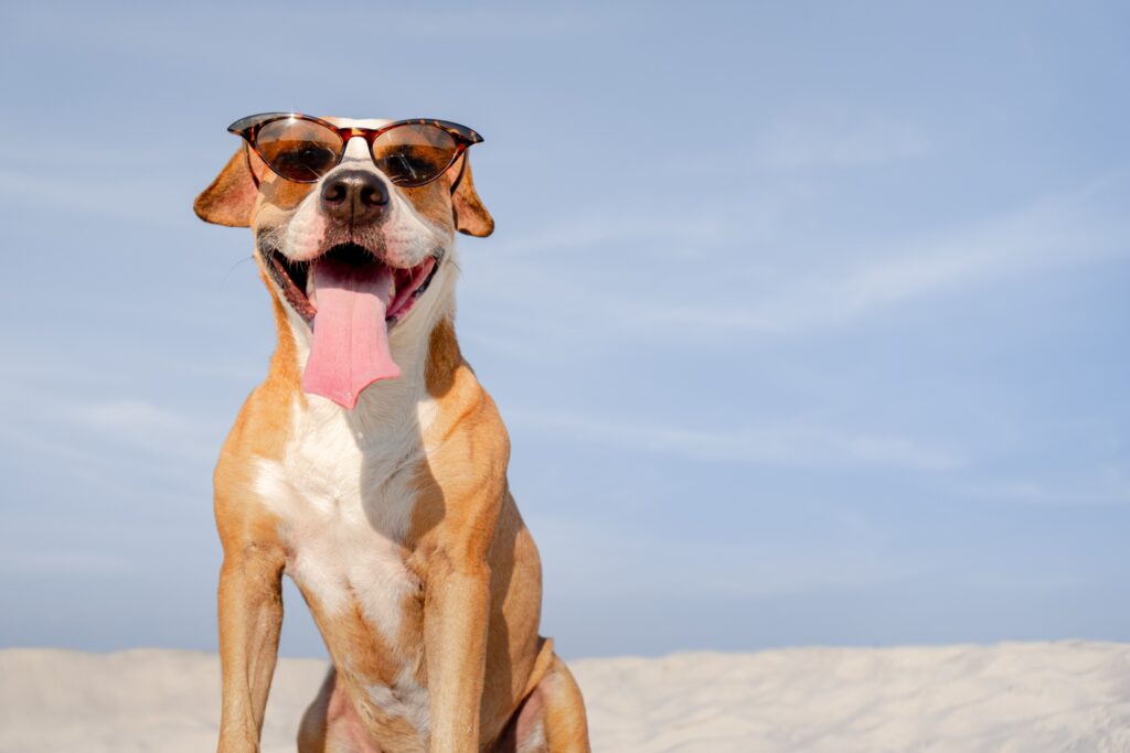 bully type dog panting on a hot beach