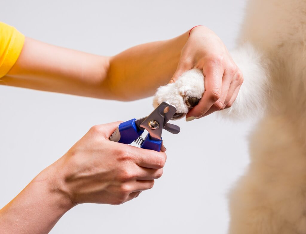 white dog getting its nails trimmed