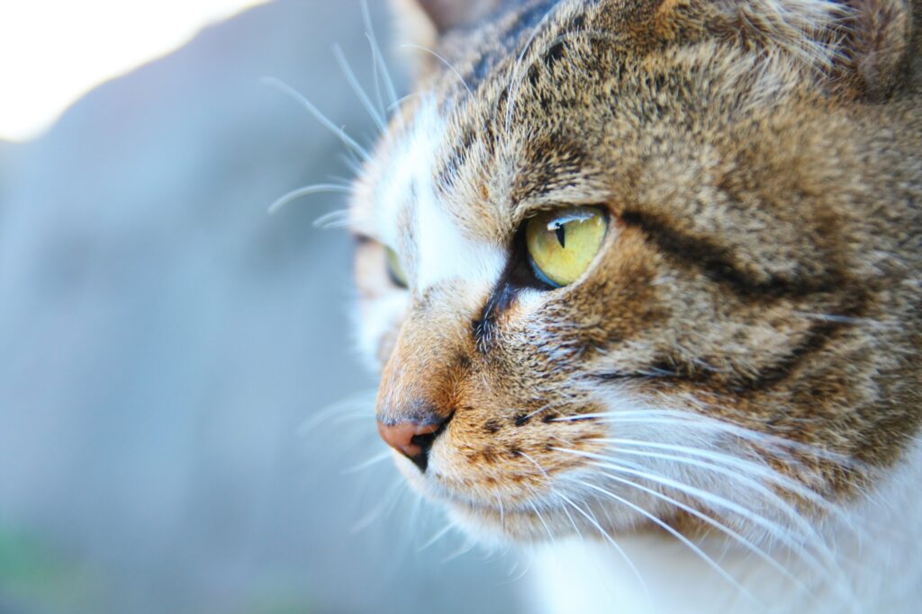 grey and white tabby cat with yellow green eyes, headshot, grey background