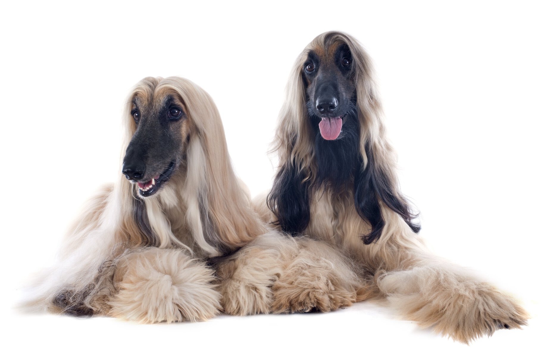 two beautiful afghan hounds with long coats isolated on a white background