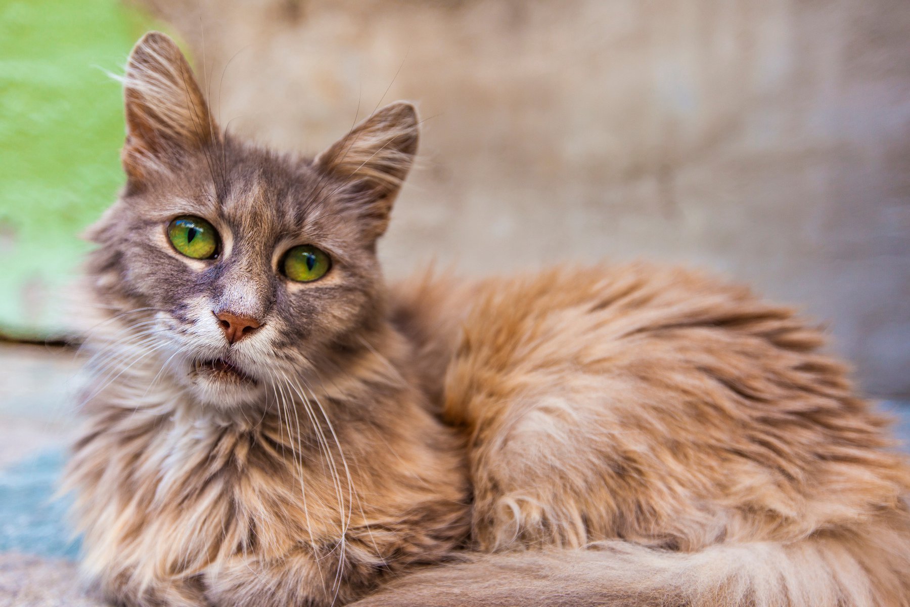 pretty long haired senior cat with green eyes, illustrating the topic "feeding the senior cat"