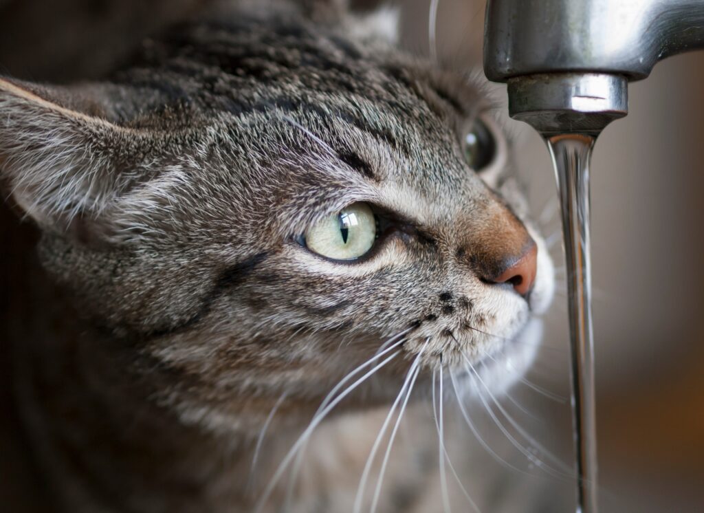grey tabby cat drinking from a running water tab
