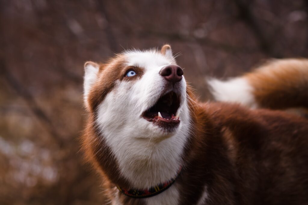 brown and white husky barking, closeup