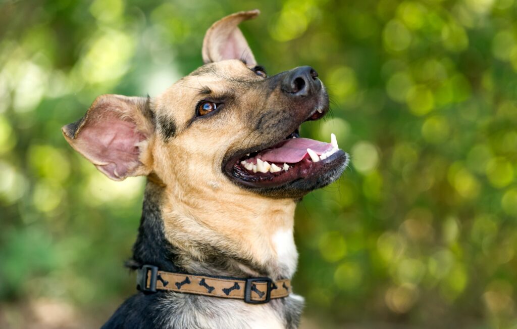 shepherd type dog closeup, happy dog, green background,