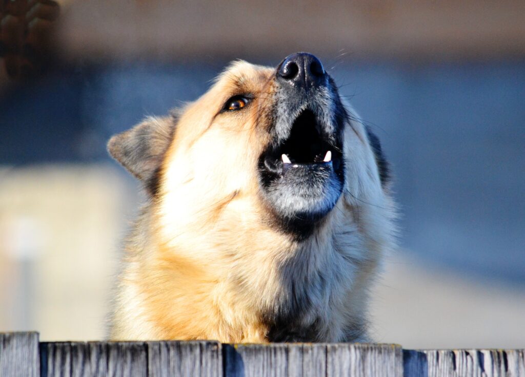shepherd type dog barking, behind fence, closeup