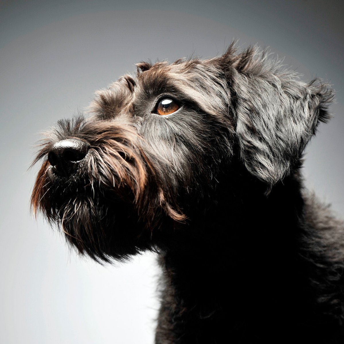 Close-up headshot of a black Schnauzer dog, representing a medium-sized breed in an article about different dog breeds categorized by size