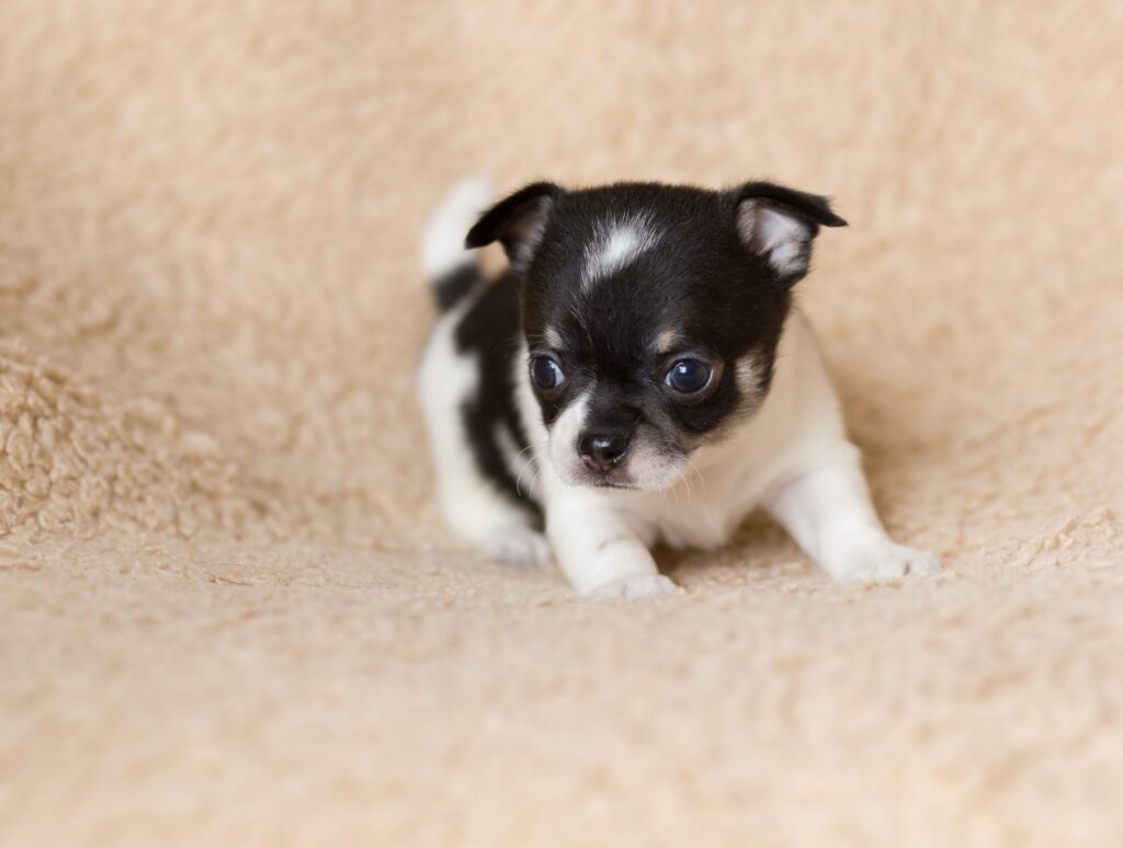 chihuahua puppy on a tan blanket