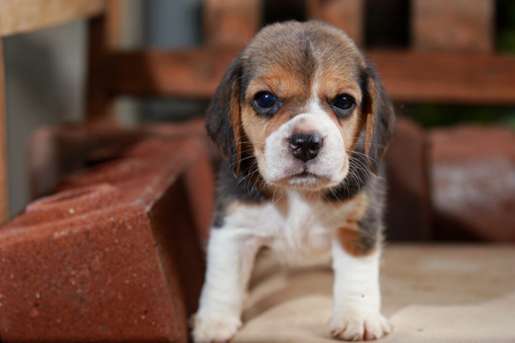 small beagle puppy, brown background