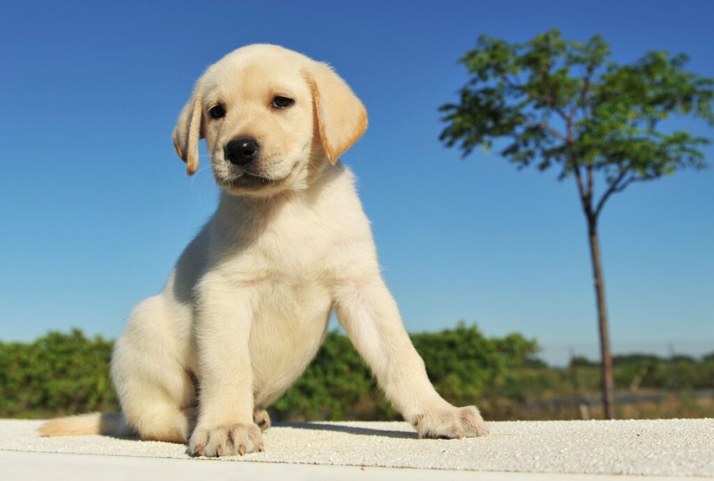 yellow labrador retriever puppy outdoors with blue sky background, illustrating "how to find a puppy"