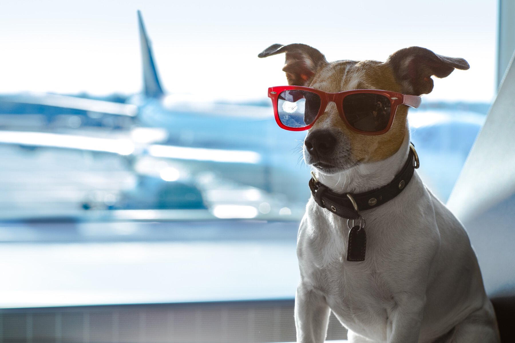 jack russel terrier at the airport ready to travel