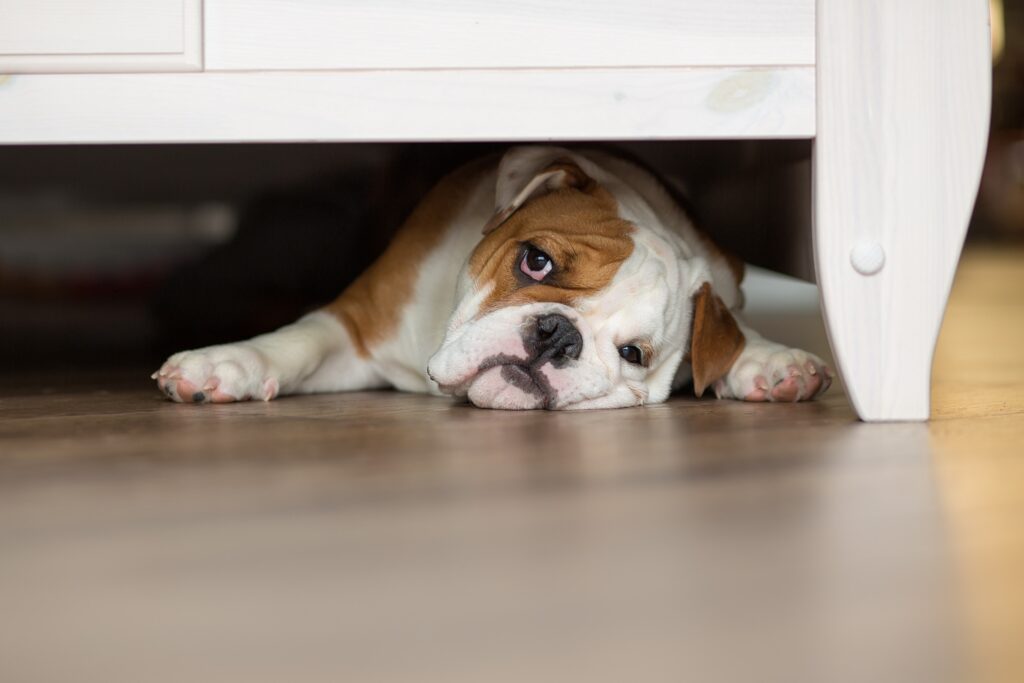 bulldog hiding under furniture, illustrating adog scared of fireworks