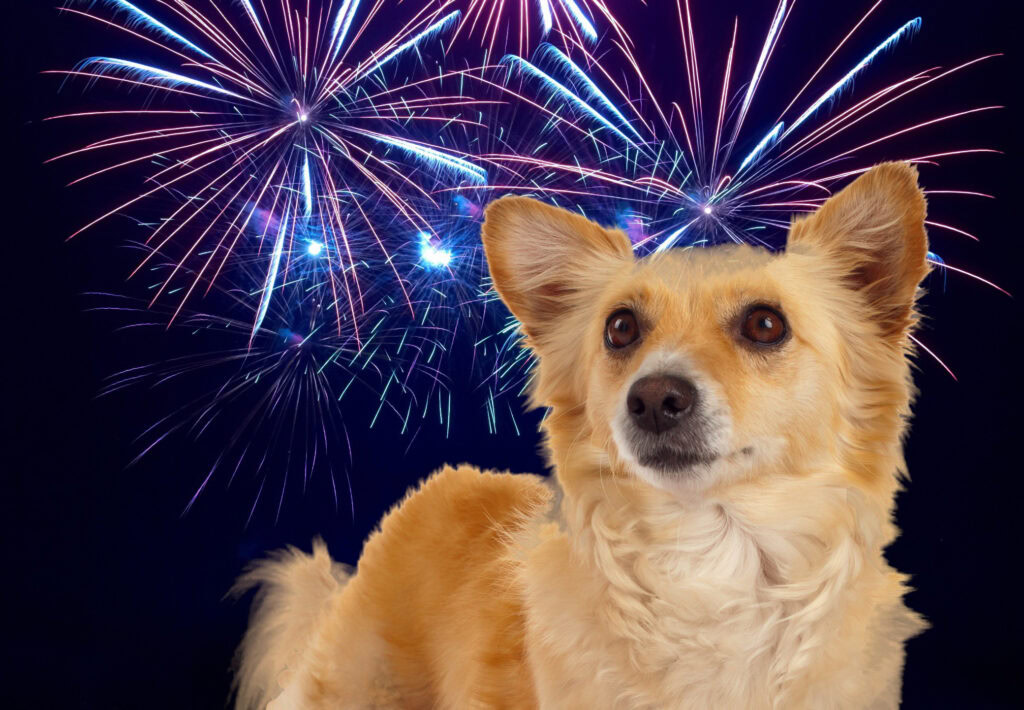 isolated image of a small brown dog layered over a background of fireworks in the sky