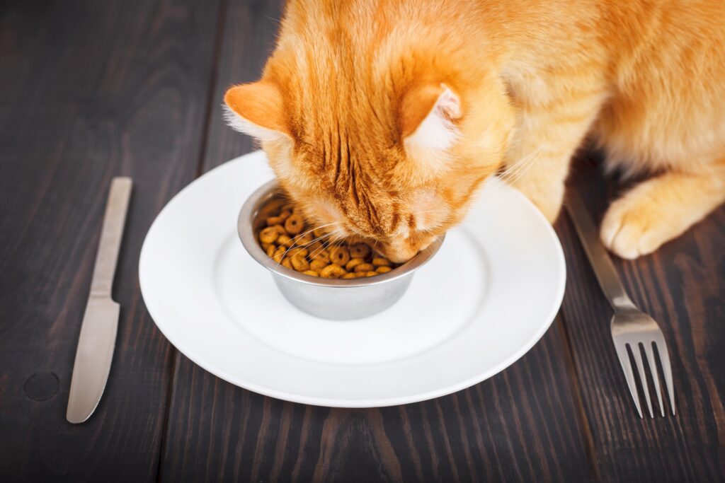 orange cat eating dry kibble from a white dish