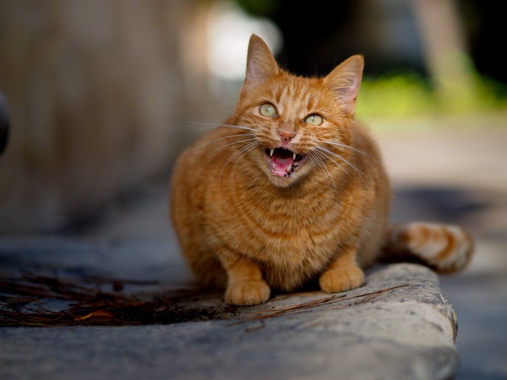 orange cat outdoors, meowing