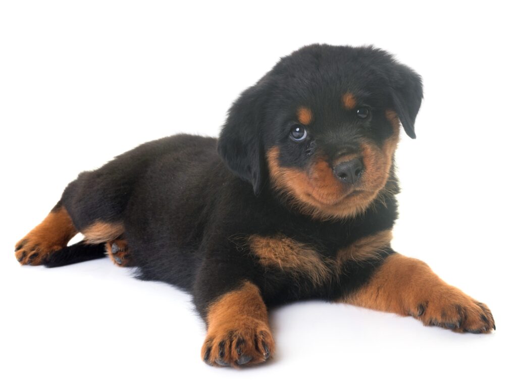 rottweiller puppy isolated on a white background