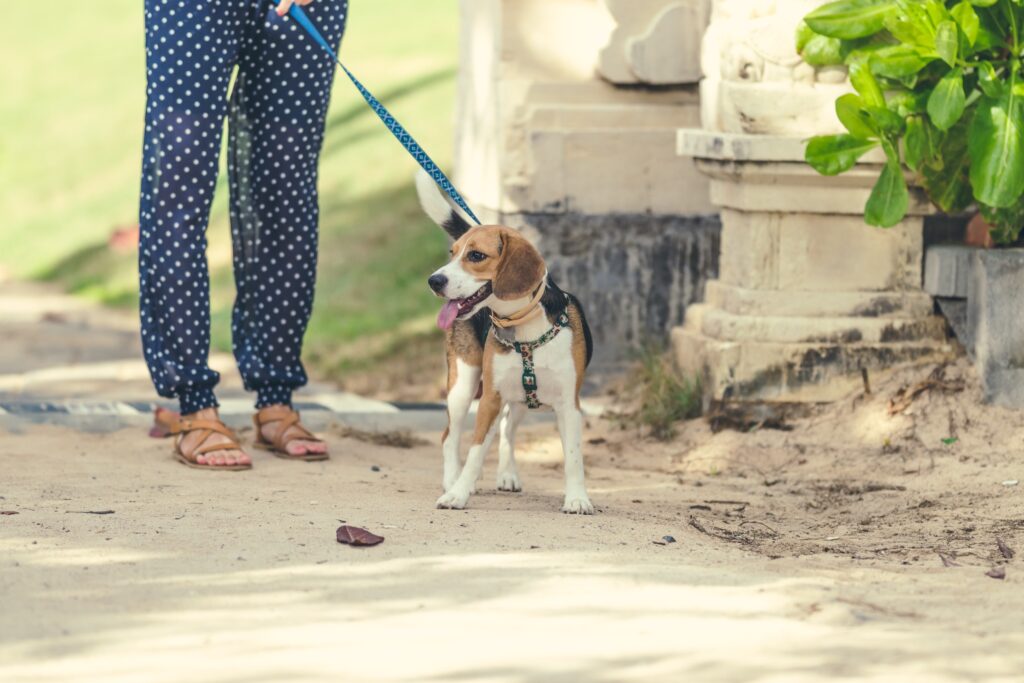 beagle dog out on a walk while wearing a body harness