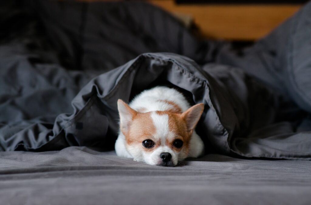 cute chihuahua hiding under a blanket illustrating a dog scared of fireworks