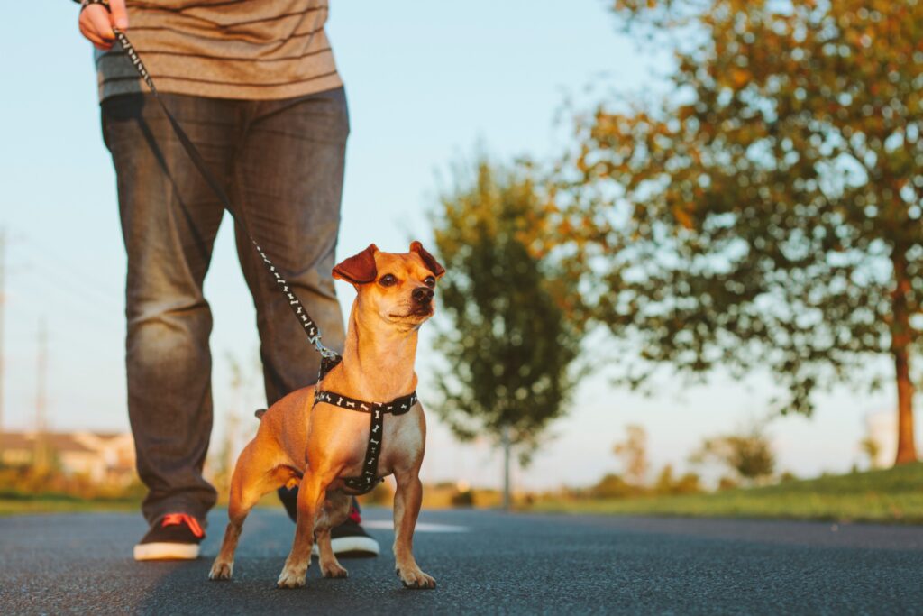 small brown dog out on a walk while wearing a body harness