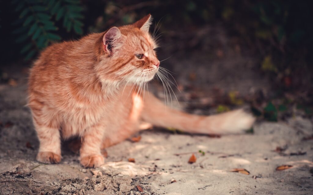fluffy orange tabby senior cat in an outdoor setting