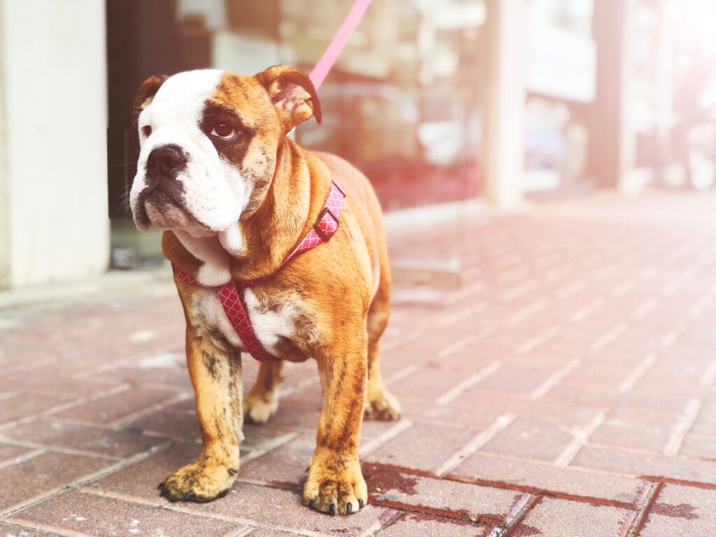 bulldog out for a walk while wearing a  body harness, brick walk background