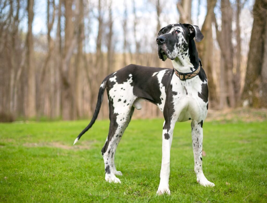 harlequin great dane in a woodsy setting
