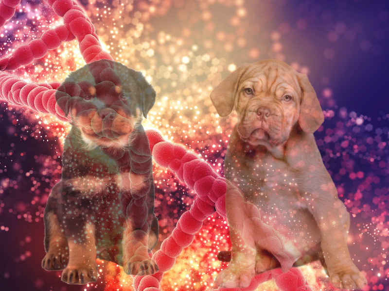 AI image of DNA with faded puppies superimposed, used to illustrate the utility of dog genetic tests