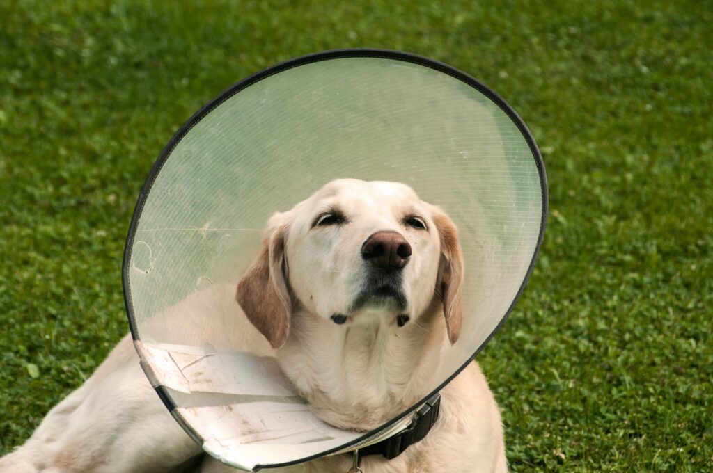yellow lab wearing an Elizabethan collar, illustrating when is the best time to spay or neuter a dog