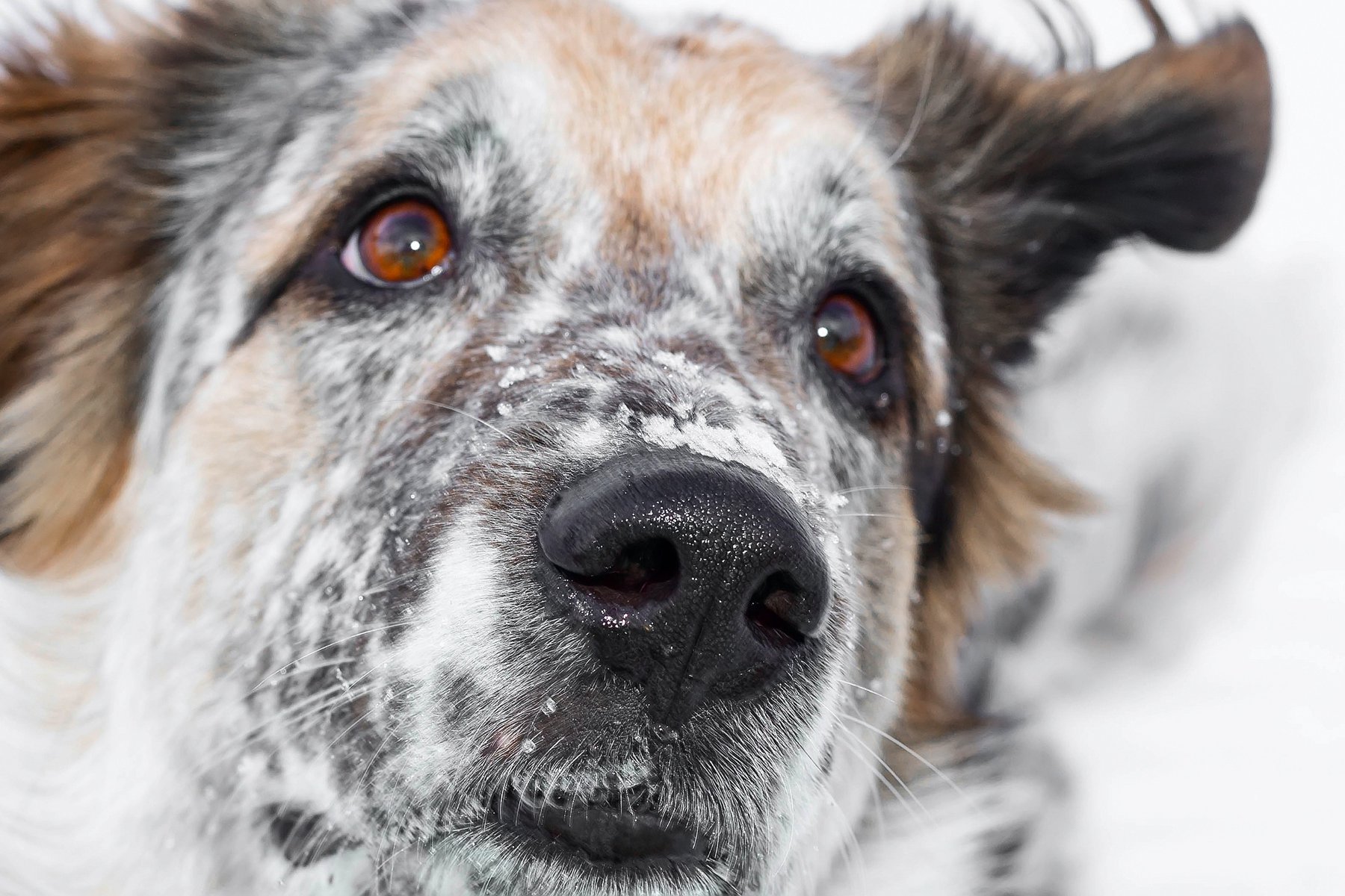 closeup of the face of an old brown and white dog, illustrating congestive heart failure in dogs