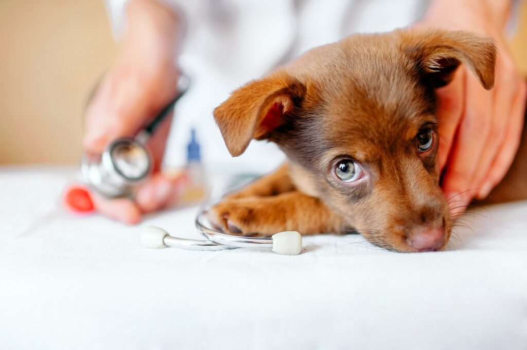 cute brown puppy being examined by a vets, illustrating "when is the best time to spay or neuter a dog"