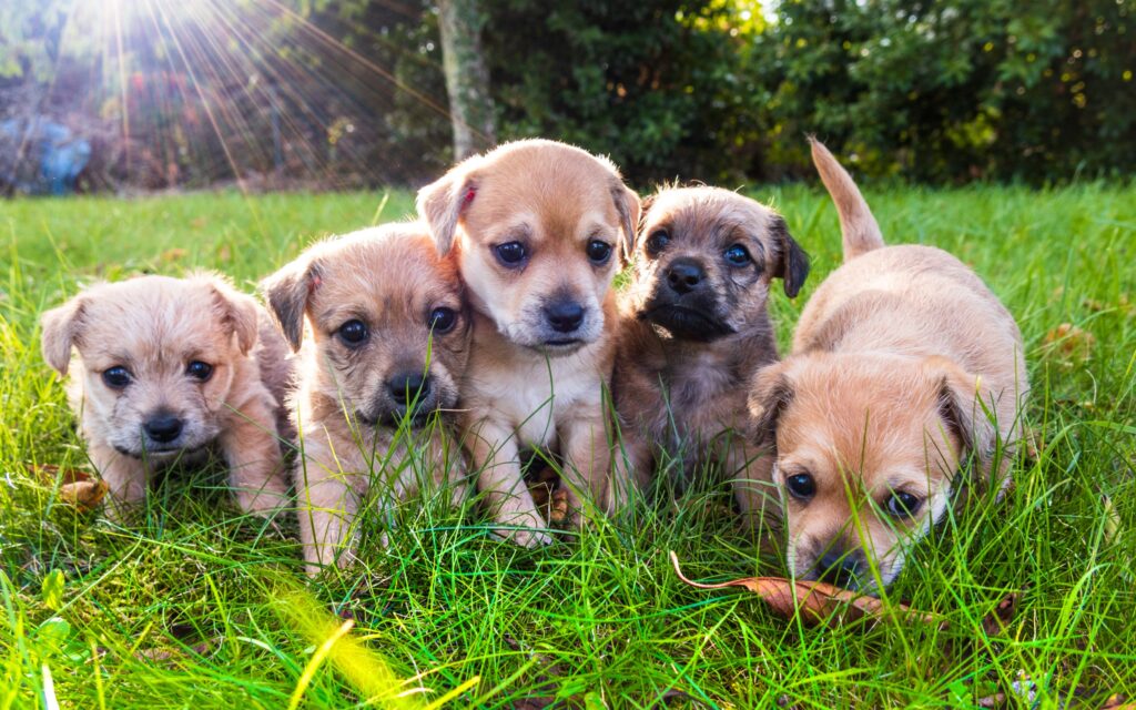5 brown puppies playing in the grass, illustrating when is the best time to spay or neuter a dog