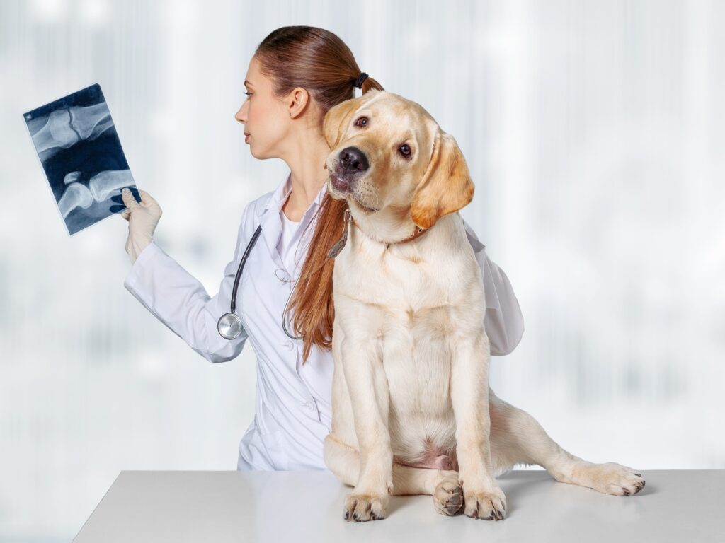 veterinarian looking at xrays of a dog's knees, yellow lab on examining table
