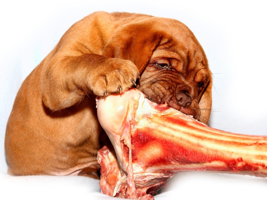 bordeaux puppy chewing on a raw bone, raw food diet for pets